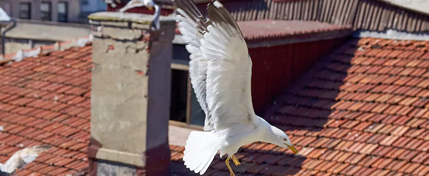 Residential Chimney Animal Removal Solution in Arden-Arcade, CA